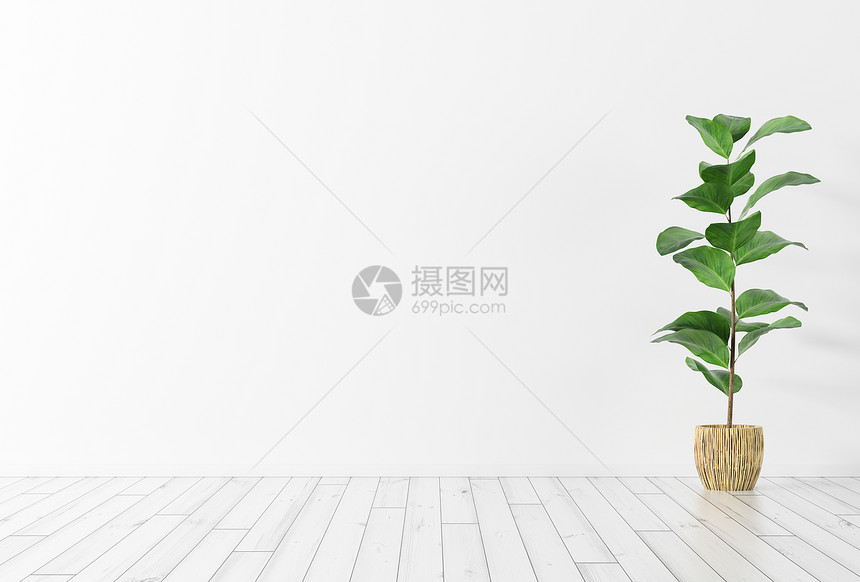 室内背景白色墙壁,木地板绿色植物三维渲染图片