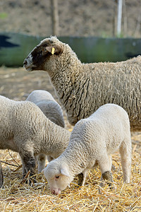 春天农场里新生的羔羊图片
