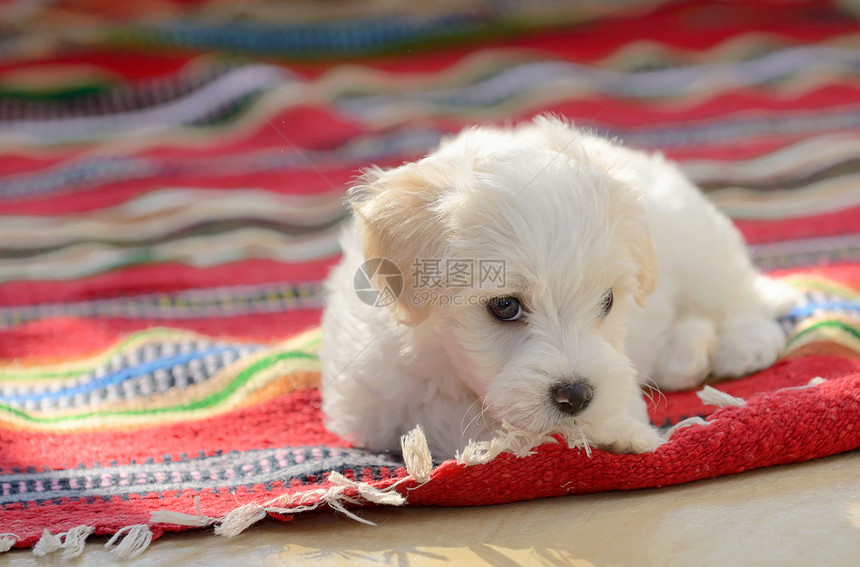 白色小狗麦芽狗坐红地毯上图片