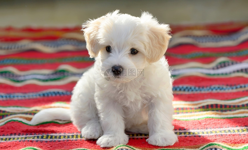 白色小狗麦芽狗坐红地毯上图片