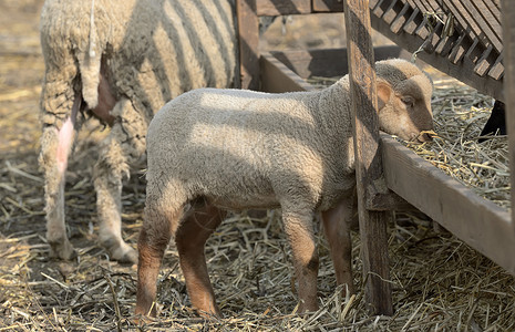 农村农场小羊羔的羊图片
