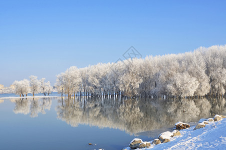 多瑙河上的冬季树木覆盖着霜冻高清图片