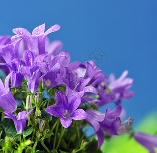 剑尾春天的花丛达尔马提亚钟花坎帕努拉波坦什拉贾纳背景