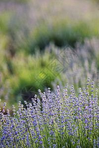 夏季薰衣草花田薰衣草花田图片