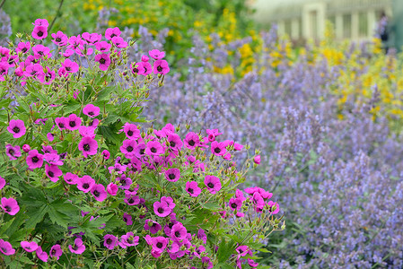 容器紫色花园丽的粉红色矮牵牛花矮牵牛花背景
