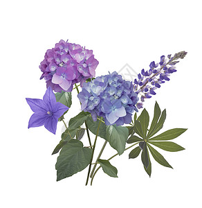 蓝色紫色的花排列白色的背景上蓝色紫色的花图片