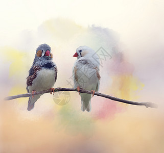 栗耳雀澳大利亚斑马雀水彩画栗耳雀水彩画高清图片