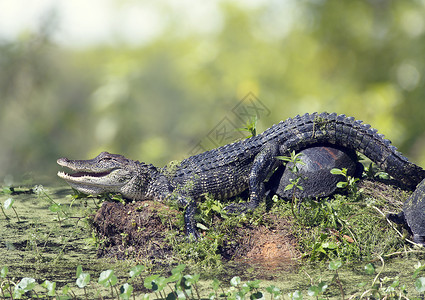 晒太阳的鳄鱼轻的鳄鱼与海龟佛罗里达沼泽晒太阳轻的鳄鱼海龟背景