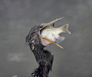 阿辛加佛罗里达湿地钓条大鱼安辛加条鱼背景图片