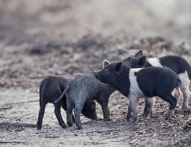 佛罗里达湿地的野生仔猪背景图片