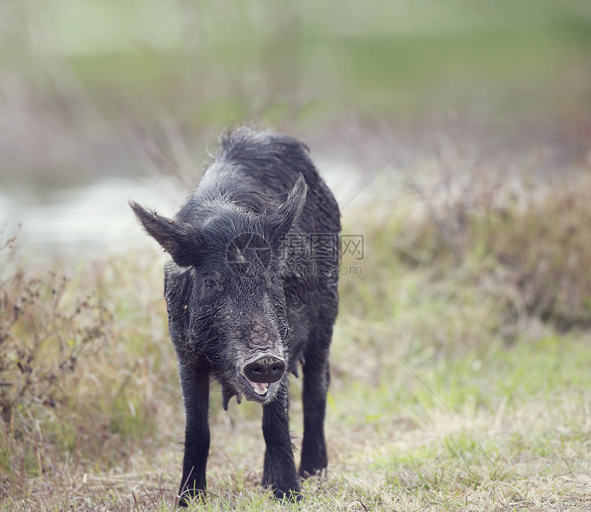 佛罗里达湿地的野猪雌野猪雌图片