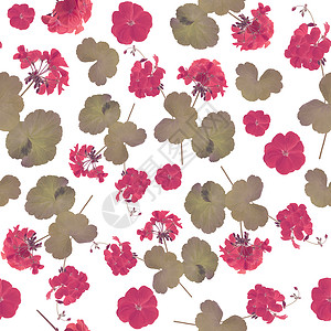天竺葵花的无缝图案无尽的纹理为您的天竺葵花的无缝图案背景图片