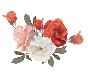 玫瑰水彩隔离白色背景上白色背景上的玫瑰水彩画图片