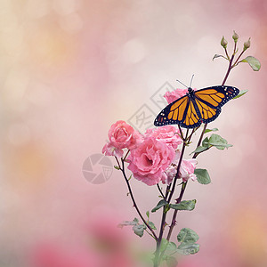 玫瑰花上的帝王蝴蝶玫瑰丛上的帝王蝴蝶图片