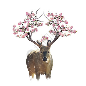 鹿的肖像,角上开花的枝条白色背景上隔离的水彩鹿肖像与开花枝条水彩图片