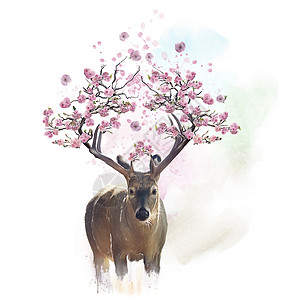 鹿的肖像,角上开花的树枝水彩画鹿肖像与开花枝条水彩背景图片