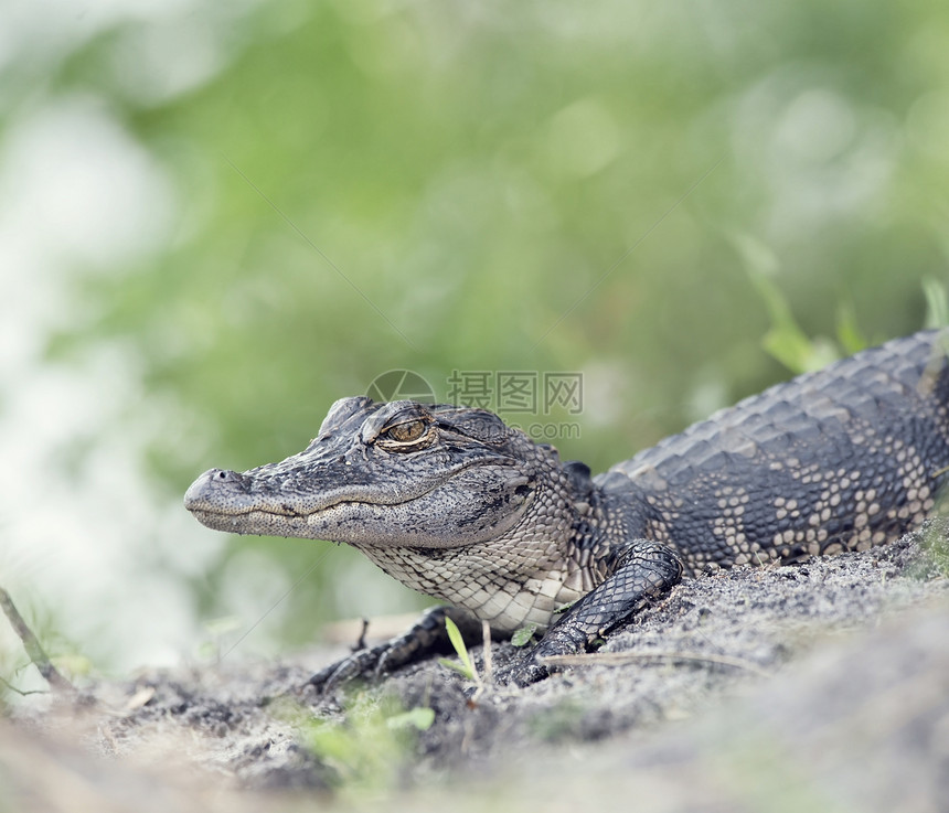 佛罗里达湿地的轻美国鳄鱼轻的美国鳄鱼图片