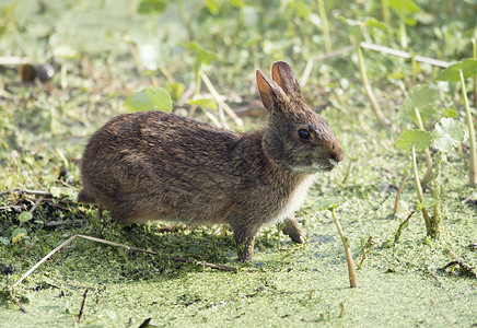 沼泽兔佛罗里达湿地觅食佛罗里达湿地的沼泽兔图片