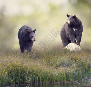 两只黑熊水附近的草地上两只黑熊靠近水图片