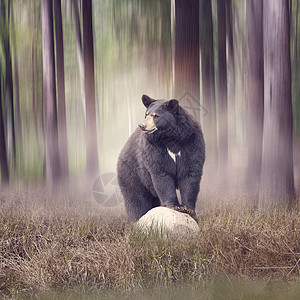 黑熊树林里的块岩石上树林里的黑熊背景图片