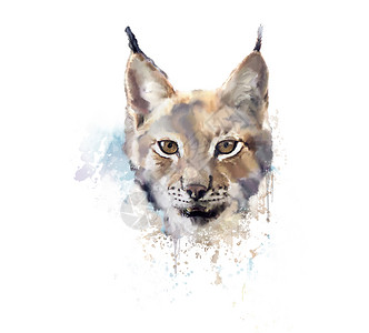 水彩林克斯的数字绘画水彩林克斯野猫背景图片