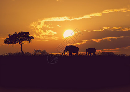 日落时非洲大象的轮廓日落时的非洲大象图片