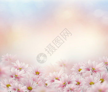 粉红色雏菊花的花朵粉红色的雏菊花图片