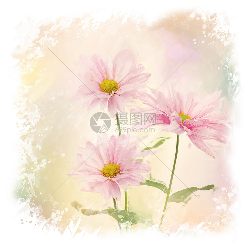 粉红色雏菊花的数字绘画粉红色雏菊花水彩画图片