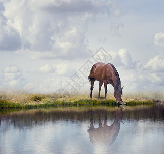 棕色的马湖里喝水靠近水的棕色马图片
