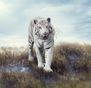 白虎草原上行走草原上的白虎背景图片