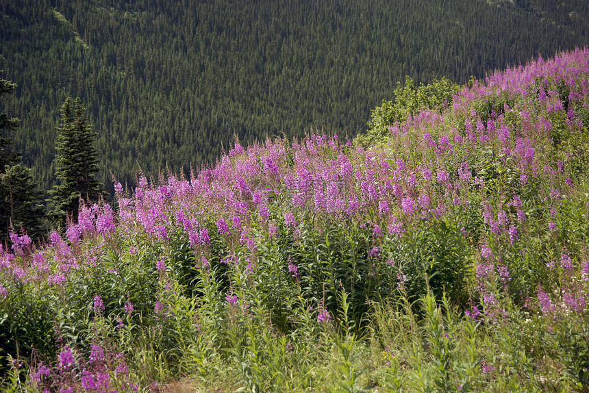 阿拉斯加的风景粉红色的火草花阿拉斯加的风景火草花图片