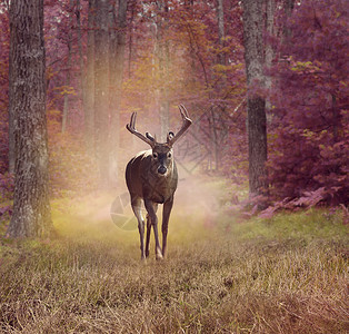 秋天森林里的雄鹿秋天森林里的鹿图片
