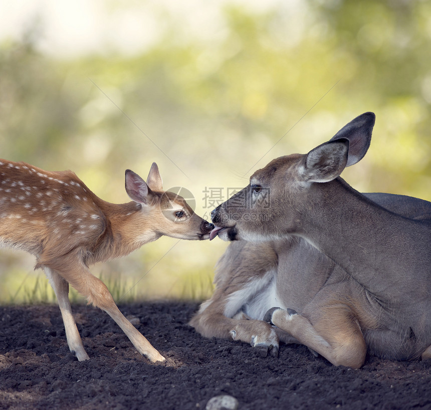 白尾雌鹿她的小宝宝白尾鹿她的小鹿图片