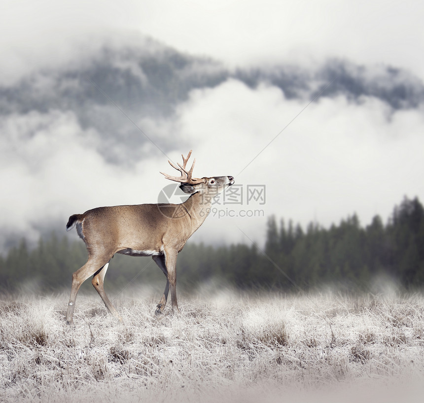 冬天的白尾鹿白尾鹿图片
