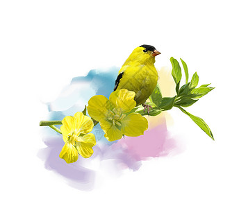 美国金丝雀与黄花的数字绘画美国金雀水彩画图片