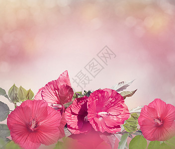 红色芙蓉花的花朵红色芙蓉花背景图片