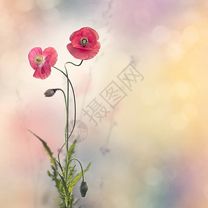 盛开的红色花红色花背景图片