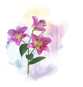 粉红色百合花的数码画粉红色百合花水彩画背景图片