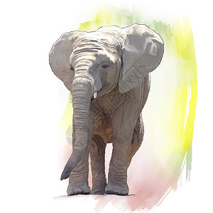 小象的数字绘画小象水彩画图片