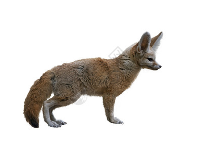 芬尼克狐狸白色背景上被隔离芬尼克狐狸白色上被隔离高清图片