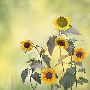 花园里向日葵的美丽花朵向日葵盛开的形象图片