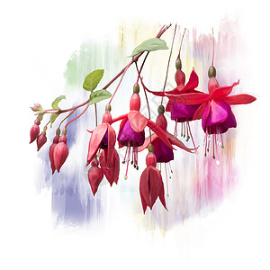 红色紫红色花卉的数字绘画红色紫红色花水彩背景图片