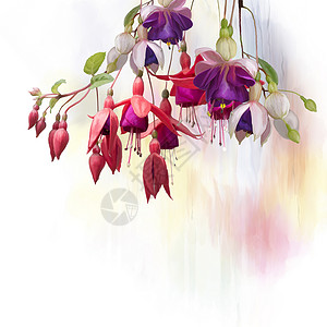 白色背景上紫色红色紫红色花朵的数字绘画紫红色花水彩图片