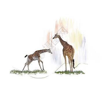 两只长颈鹿的数码画两只长颈鹿水彩画图片