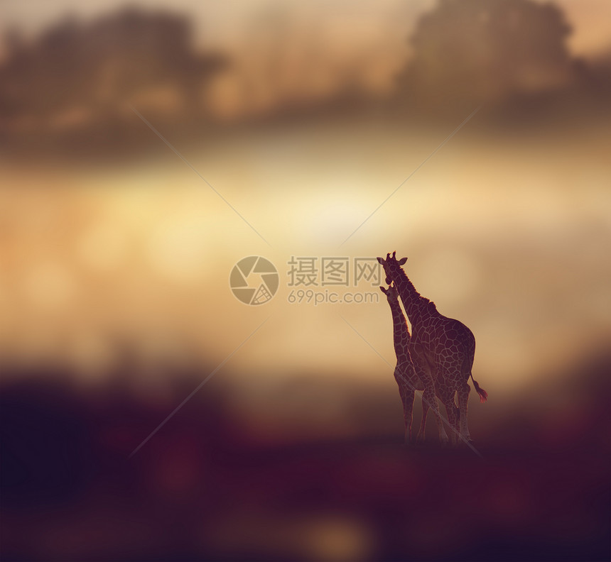 日落时两只长颈鹿的景观长颈鹿日落时图片