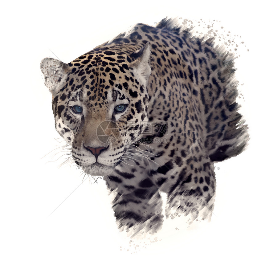 豹肖像的数字绘画豹头水彩画图片