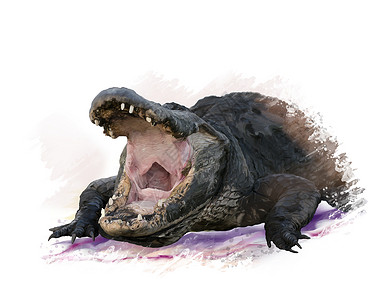 大型鳄鱼的数字绘画大鳄鱼水彩画图片