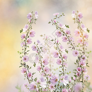 花园里粉红色的冬青花粉红色冬青花背景图片