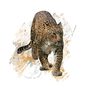 步行豹水彩画豹肖像水彩画图片