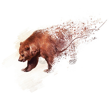 步行熊的数字绘画熊肖像水彩画图片
